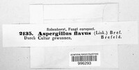 Aspergillus flavus image